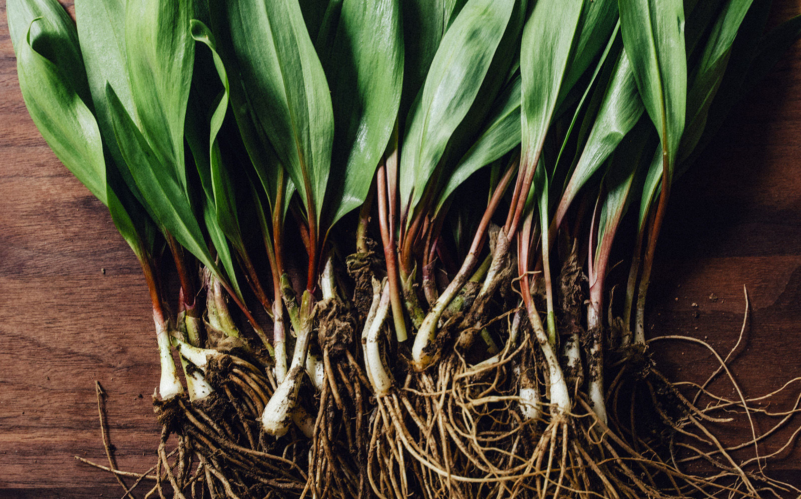 Wild leeks or ramps